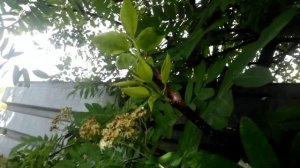 ⚫Результат прививки груши на рябину / Часть 2 / Обзор прививок груши спустя 2 месяца
