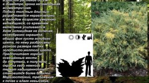 'Blue and Gold' - "Сине - золотой". Можжевельник средний. Medium juniper. Juniperus.