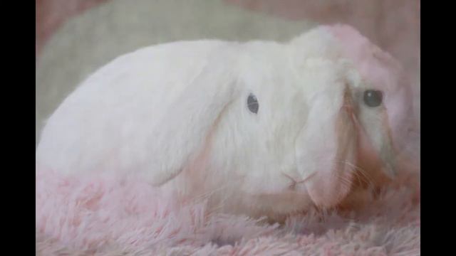 № 45 Онлайн-Выставка кроликов смотреть онлайн