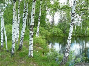 Белая берёза. ( Песни от Юрана )