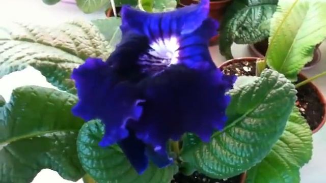 Стрептокарпусы сеянцы. смотреть онлайн