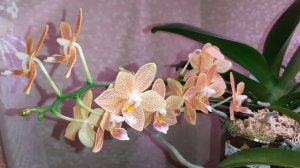 Доброго Дня, Крепкого Здоровья и Положительных Эмоций | Paphiopedilum Maudiae | ОБЗОР ОРХИДЕИ