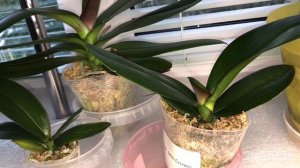 Результат применения Hesi Root Complex (хеси рут комплекс) на орхидеях спустя месяц.