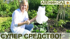 Как спасти капусту от гусениц ЛУЧШИЙ СПОСОБ от гусениц, колорада, моли, долгоносика, капустной мух