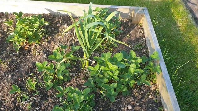 Немного про дачу. Корень бамбука ? смотреть онлайн