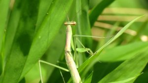 Praying Mantis Super Macro Close Up