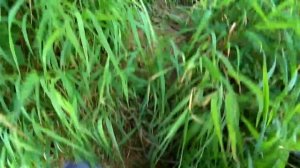 Читаем реку - места для хищника! Русловая и отбойная струя - типичные летние места! Судак на джиг!