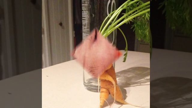 Веселые плоды(все совпадения случайны ????) смотреть онлайн