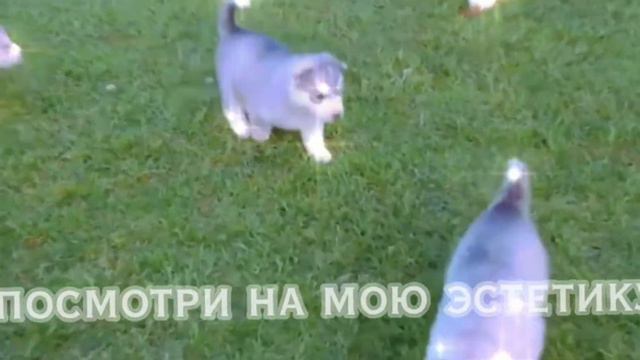 Эдит хаски смотреть онлайн