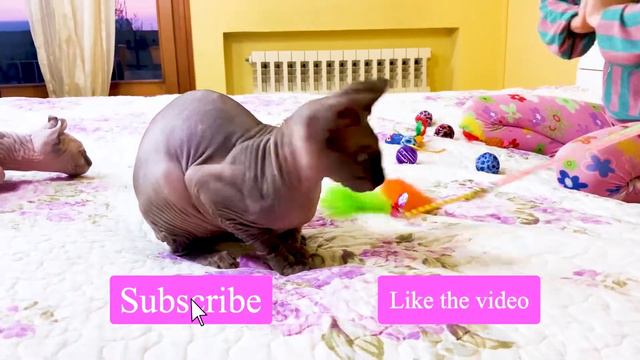 Купили костюмчики для котят породы сфинкс Кобри и Эльфу | Одежда пирата для кошек