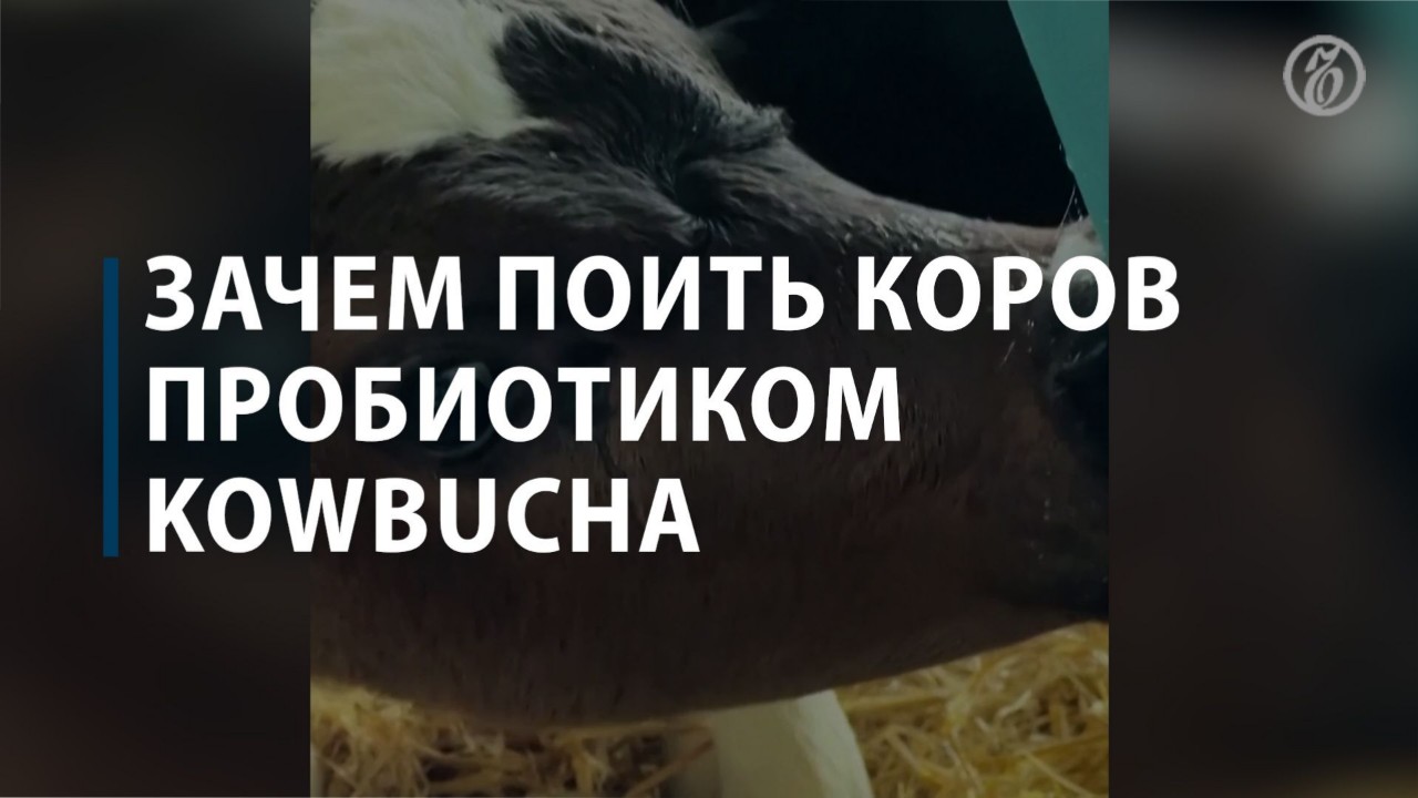 Зачем пои. Реклама пробиотиков с коровой.