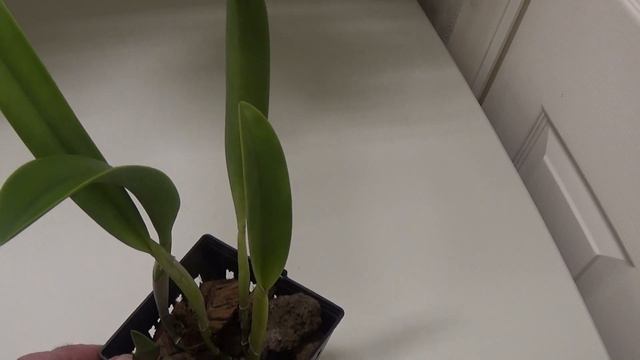 Some Cattleya updates and rwo plants for the show. смотреть онлайн