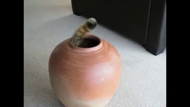 Кот в горшке Видео из +100500 смотреть онлайн