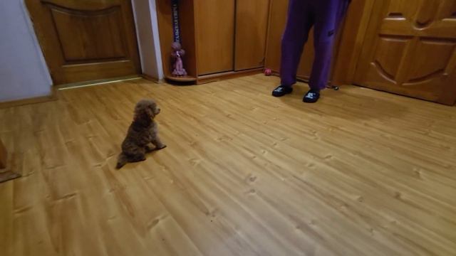 той пудель Джентли Борн Циципас смотреть онлайн