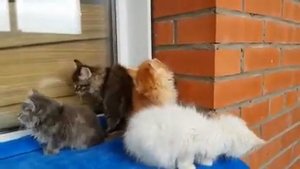 Сибирские котята - это лучшая порода!- видео 1