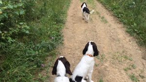 Спрингер-спаниель