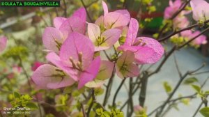 Imperial Thai Delight 🩷🩷 #bougainvillea #@@ss 💐💐