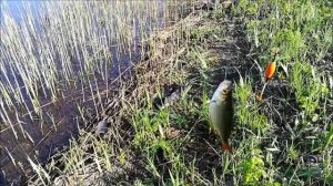 Рыбалка на реке Битюг , 16.05.2021 года