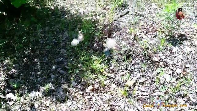 Когда цветет шиповник? Аромат любви, шиповника и другие сюрпризы