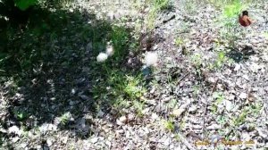 Когда цветет шиповник? Аромат любви, шиповника и другие сюрпризы