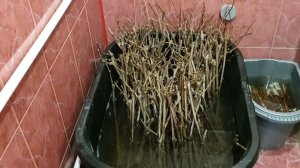 настольная прививка винограда.Часть 1. Подготовка