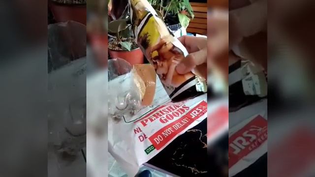 Saan Mabibili ang Scindapsus Pictus: Jade Satin ( Palawan) смотреть онлайн