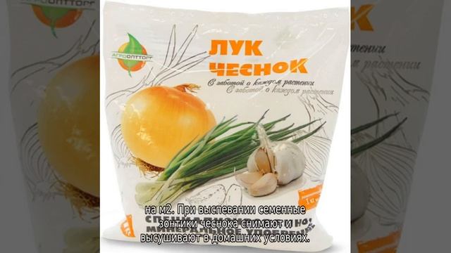 Китайский чеснок  выращивание