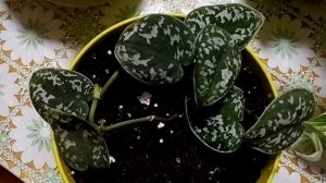 Комнатные растения. Сциндапсусы и псевдоэрантемумы. Покупки и подарки.