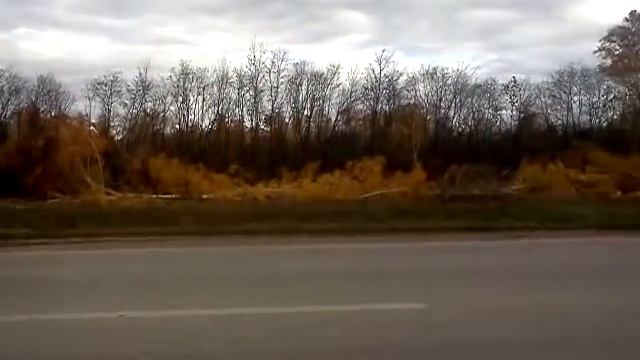 Вырубка посадки Кинель-Черкасский район