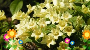 Вейгела миддендорфа. Краткий обзор, описание характеристик weigela middendorffiana