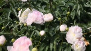 Chiffon Parfait | R2 Flowers | Peonies