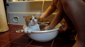 Купание красного кота