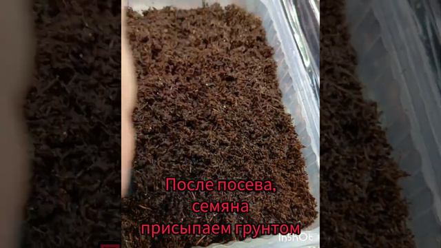 5 секретов посева ампельной вербены! #посеввербены #рассадацветов #профессиональныесемена