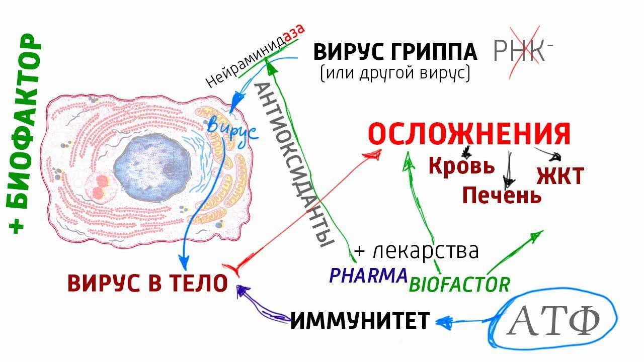Биохимия вируса. Как работает вирус и как обезопасить себя? Алименко А.Н. (06.02.2019) смотреть онлайн