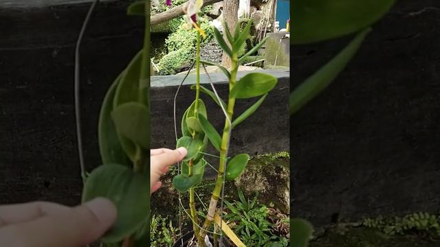 Dendrobium Heart of Northoaks Primary смотреть онлайн