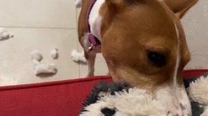 БАСЕНДЖИ СМАРТ РЕШИЛ ПОПРОЩАТЬСЯ со СВОИМ ВОЛЧОНКОМ