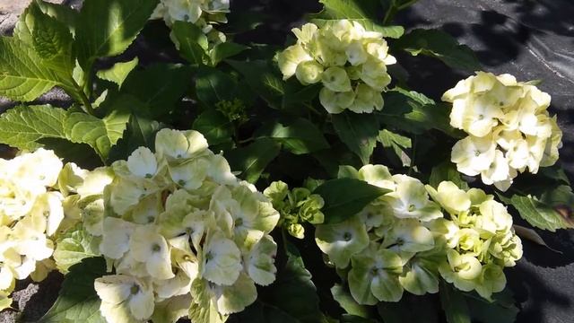 Hydrangea macrophylla Magical Noblesse 2014г. смотреть онлайн