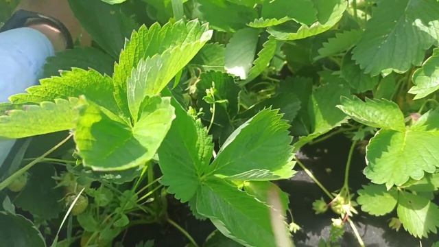 Даю триходерму (Грибофит) и псевдомонату (Имуназот) в корень по капле. смотреть онлайн