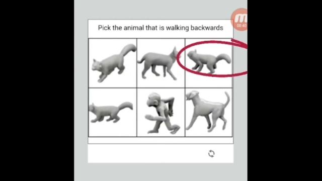 Animal Walking Backward in Captcha2 #captcha#recaptcha#captchacode#captchabot#captcha typing job смотреть онлайн