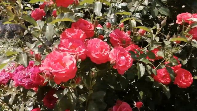 Мона Лиза, Артемис, Ремембрансе смотреть онлайн