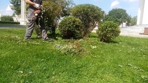 СТРИЖКА КУСТАРНИКА ШАРИКОМ