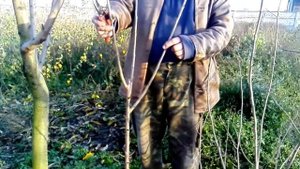 Варианты формировки и обрезки черешни