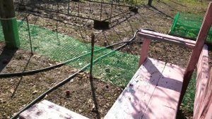 Кормление индоуток.