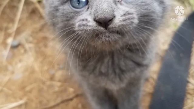 К парню, рыбачившему у озера, подошел крошечный бездомный котенок и попросил забрать его с собой смотреть онлайн