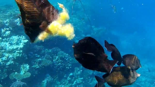 Рыбный суп, Марса-Алам, ноябрь 2012г. смотреть онлайн