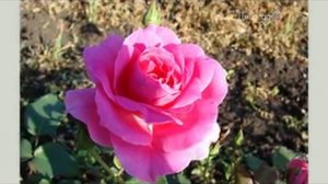 Плетистая роза Лагуна от тм Дивосад