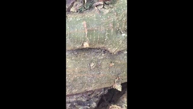 Музыка для сна: бабочки, пчелы и другие крутые насекомые смотреть онлайн