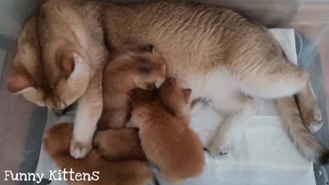 Кошка Патрисия разговаривает со своими маленькими котятами I 4 котенка I Милое видео