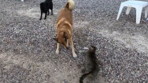 Кот поймал рыбу, а собака поймала кота!