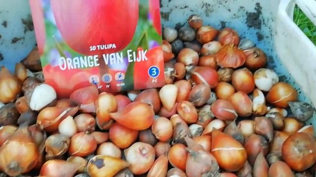 Как подготовить тюльпаны к посадке смотреть онлайн